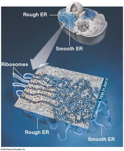 Structure of the endoplasmic reticulum