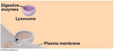 Lysosome and plasma membrane