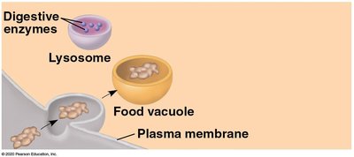Lysosome and food vacuole