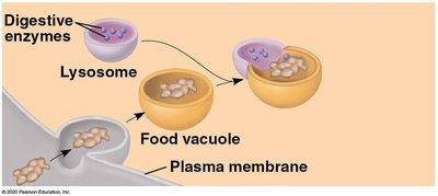 Lysosome and food vacuole