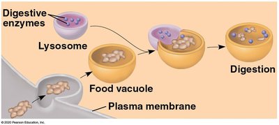 Lysosome and food vacuole