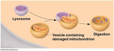 Lysosome digesting damaged mitochondrion