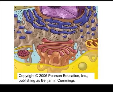 Endomembrane system cartoon