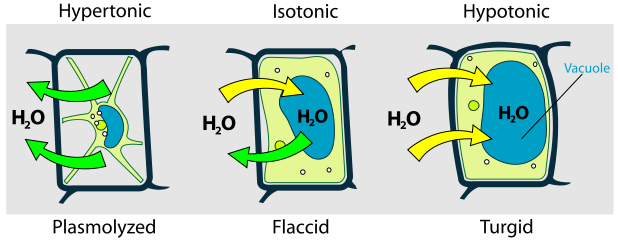 Contractile vacuole in a protist
