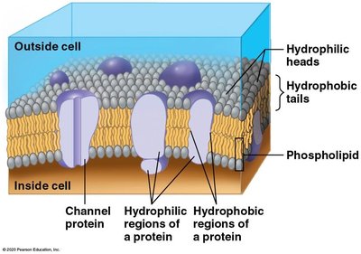 Structure of the plasma membrane