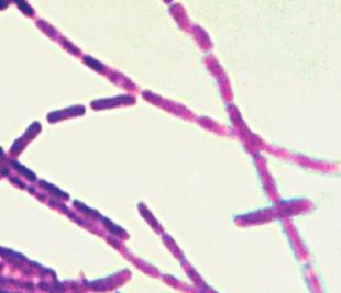 Bacillus-shaped bacteria