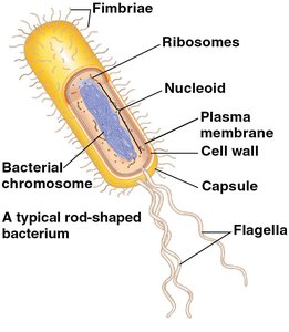 Structure of a typical rod-shaped bacterium