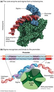 RNA Polymerase Holoenzyme and Sigma Factor