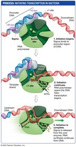Initiation of Transcription in Bacteria