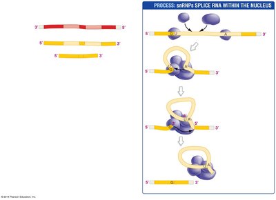 RNA Splicing by snRNPs and Spliceosome