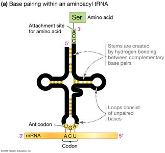 Aminoacyl tRNA Structure