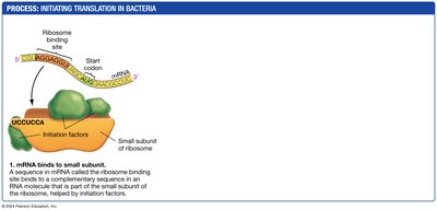 Translation Initiation Step 2