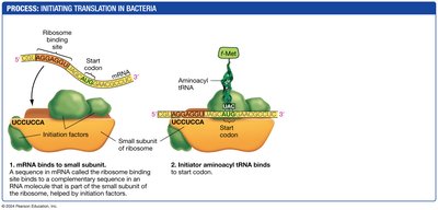 Translation Initiation Step 3