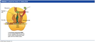 Translation Elongation Step 2