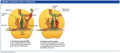 Translation Elongation Step 3