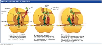 Translation Elongation Step 4