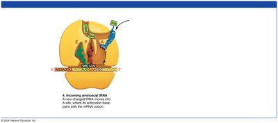 Translation Elongation Step 5