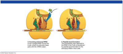 Translation Elongation Step 6