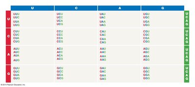 Genetic Code Table