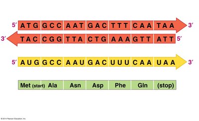 DNA to mRNA to Protein Sequence