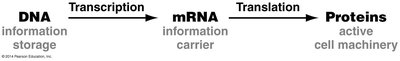 Central Dogma: DNA to mRNA to Protein