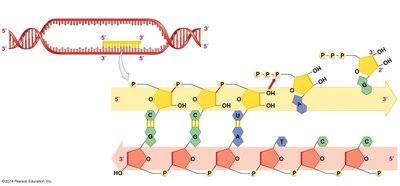 RNA Polymerase Synthesizing RNA