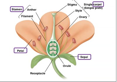 Diagram of flower structure