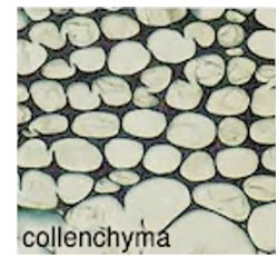 Collenchyma cells under microscope