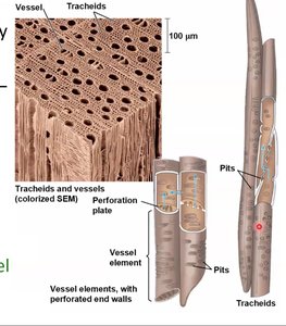 Tracheids and vessel elements in xylem