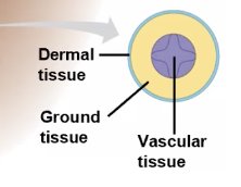 Diagram of dermal, ground, and vascular tissue