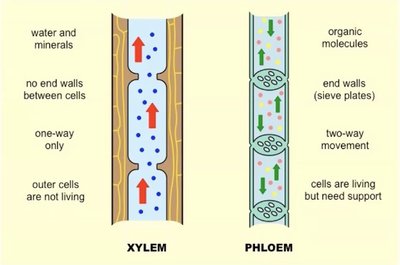 General Biology Study Guide: Plant Structure & Function | Notes
