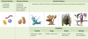 Table of domains and kingdoms of life