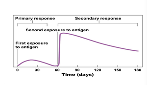 Graph of primary and secondary immune response