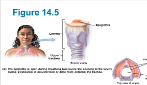 Diagram of larynx and epiglottis