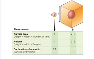 Diagram and table of surface-to-volume ratio
