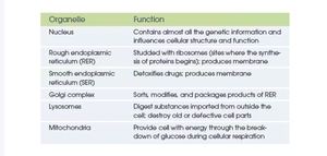 Table of cell organelles and functions