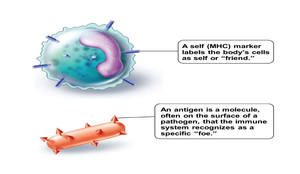 Diagram of MHC marker and antigen