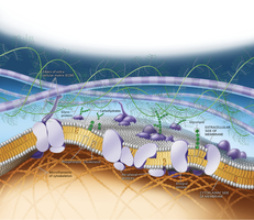 Diagram of plasma membrane structure showing phospholipids, proteins, carbohydrates, ECM, and cytoskeleton