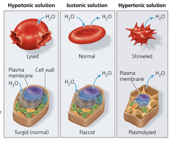 Effects of hypotonic, isotonic, and hypertonic solutions on animal and plant cells