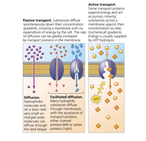Comparison of diffusion, facilitated diffusion, and active transport across membranes