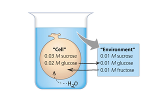 Diagram showing osmosis and solute concentrations in a cell and its environment
