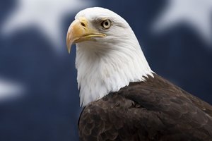 Bald eagle, a species protected under the Endangered Species Act