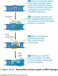 Diagram of nucleotide excision repair of DNA damage