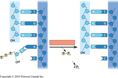 Diagram of DNA polymerization showing nucleotide addition and pyrophosphate release