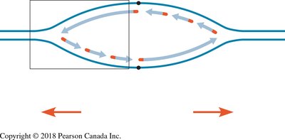 Diagram of bidirectional DNA replication from an origin