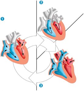 Cardiac cycle phases
