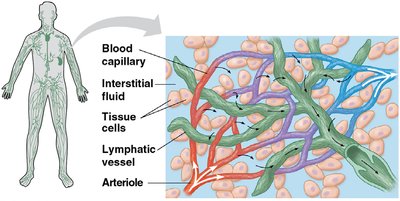 Lymphatic vessels and capillaries
