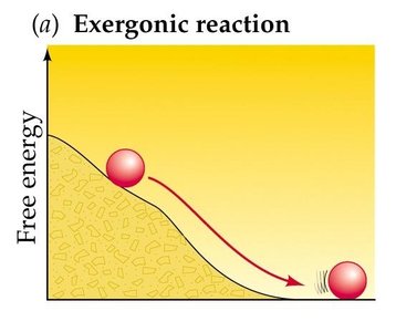 Exergonic reaction diagram