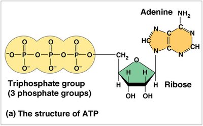Structure of ATP
