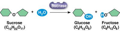 Sucrase catalyzed hydrolysis of sucrose